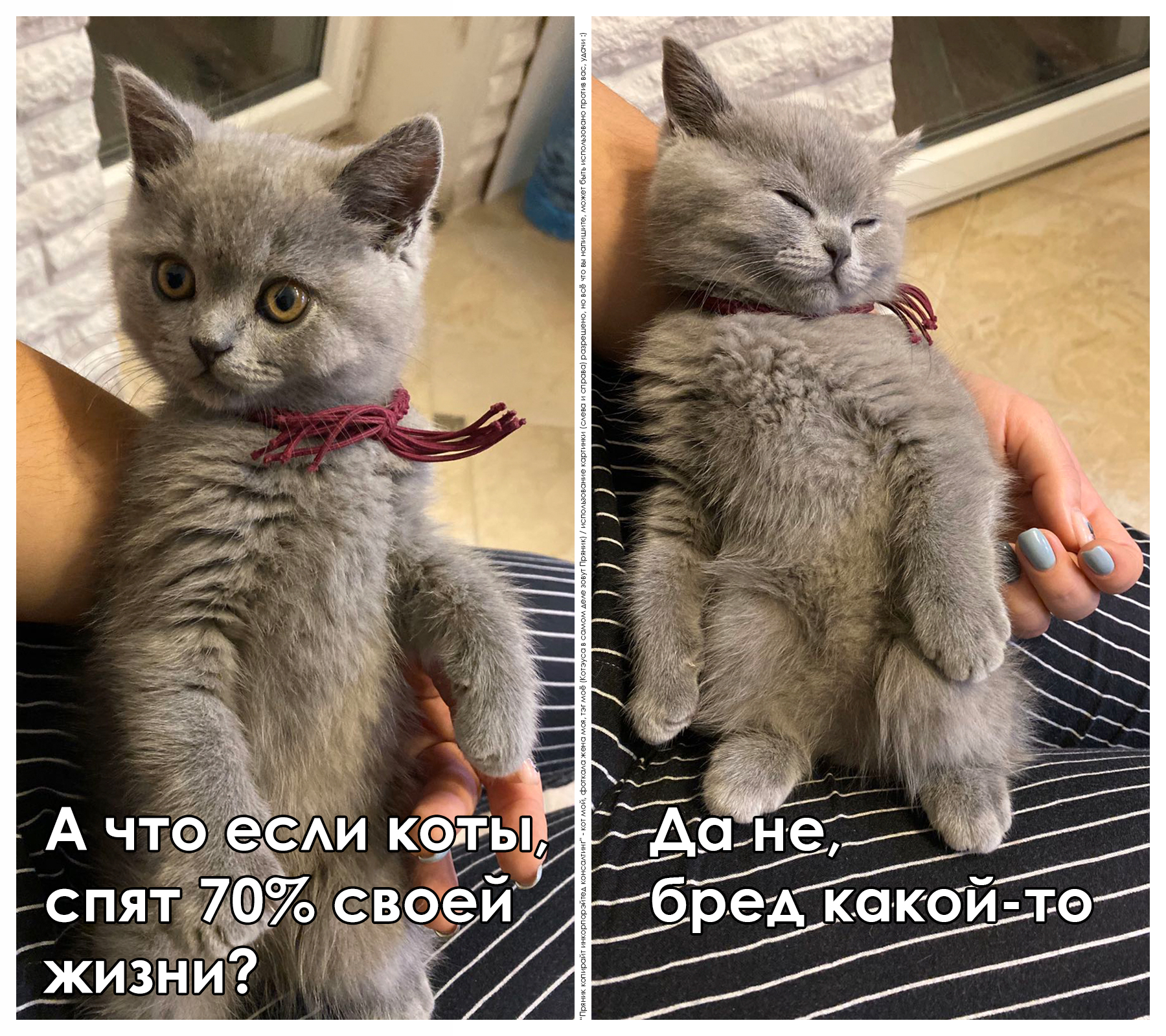 Сонного котеуса вам в ленту - Моё, Кот, Котята, Да не бред какой-то, А что если