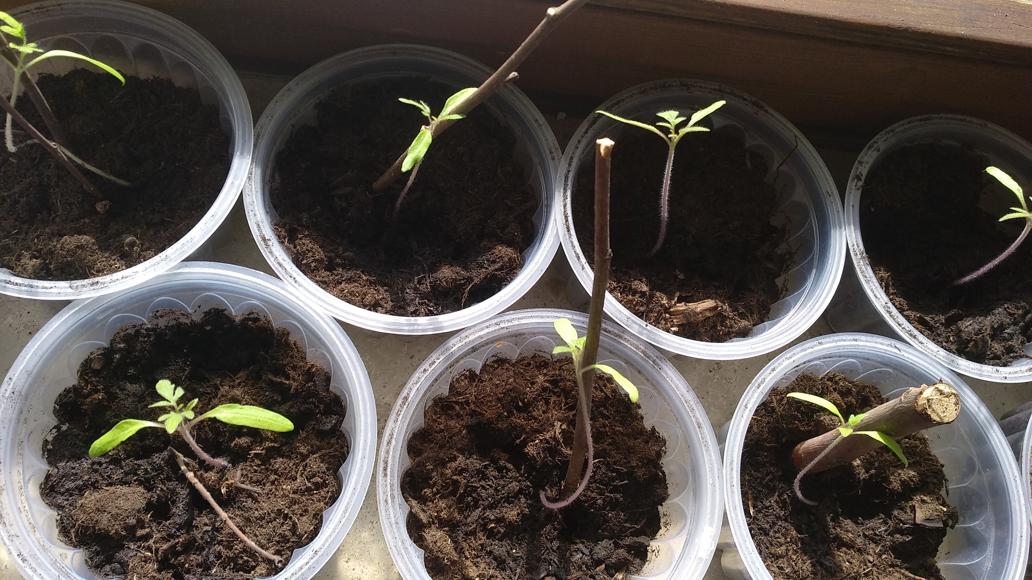 Our tomatoes))) - My, Tomatoes, Seedling, Vegetable garden on the windowsill, Video, Longpost