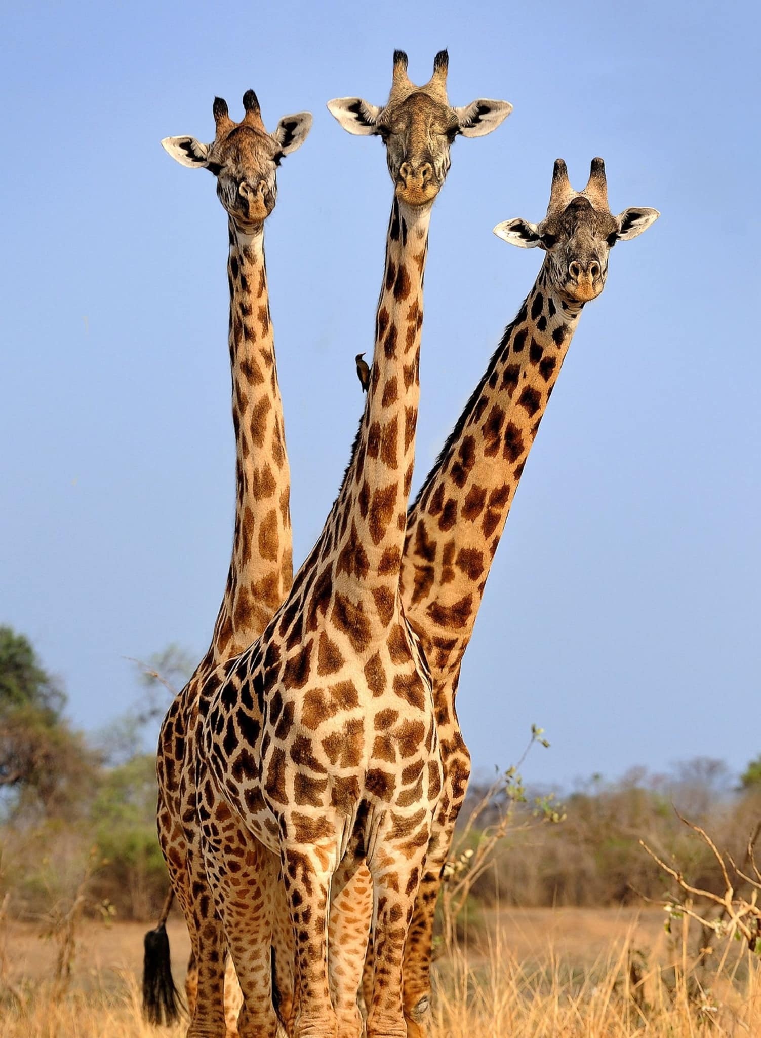 Жирафы прикольные