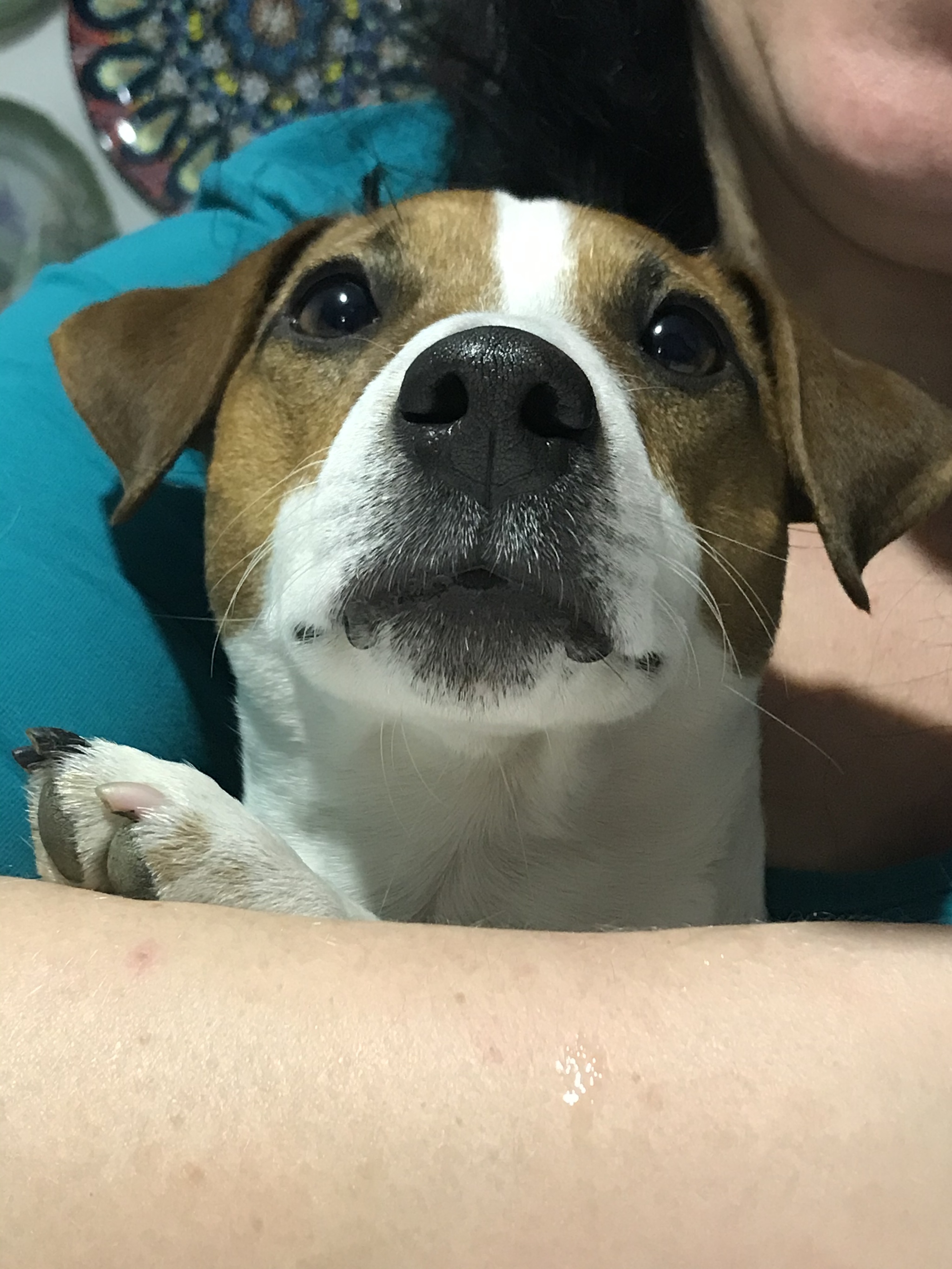 About the dog and the bread - My, Jack Russell Terrier, Dog, Longpost, Pets