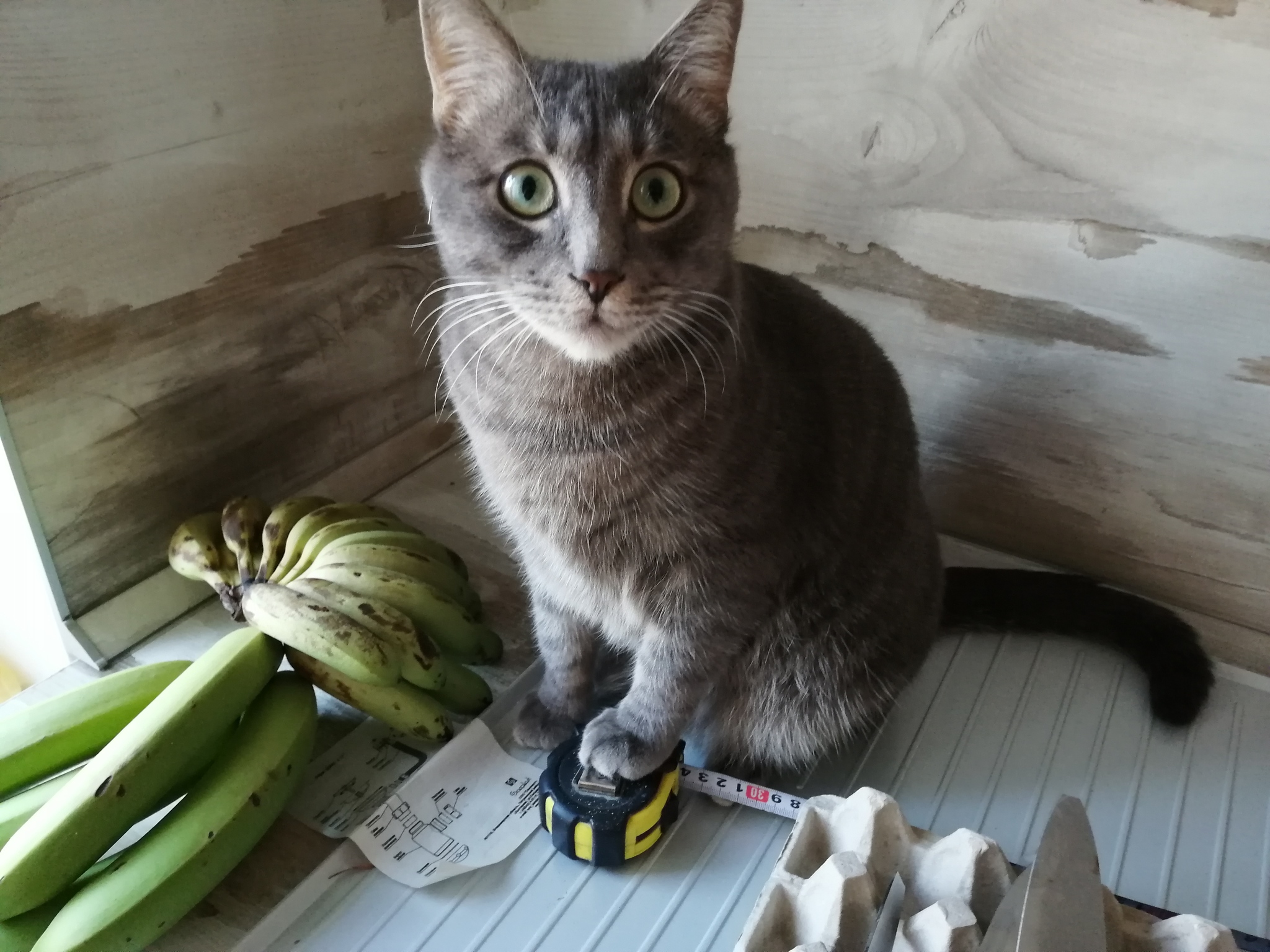 I was putting together a new kitchen. The cat took the job - My, cat, Catomafia