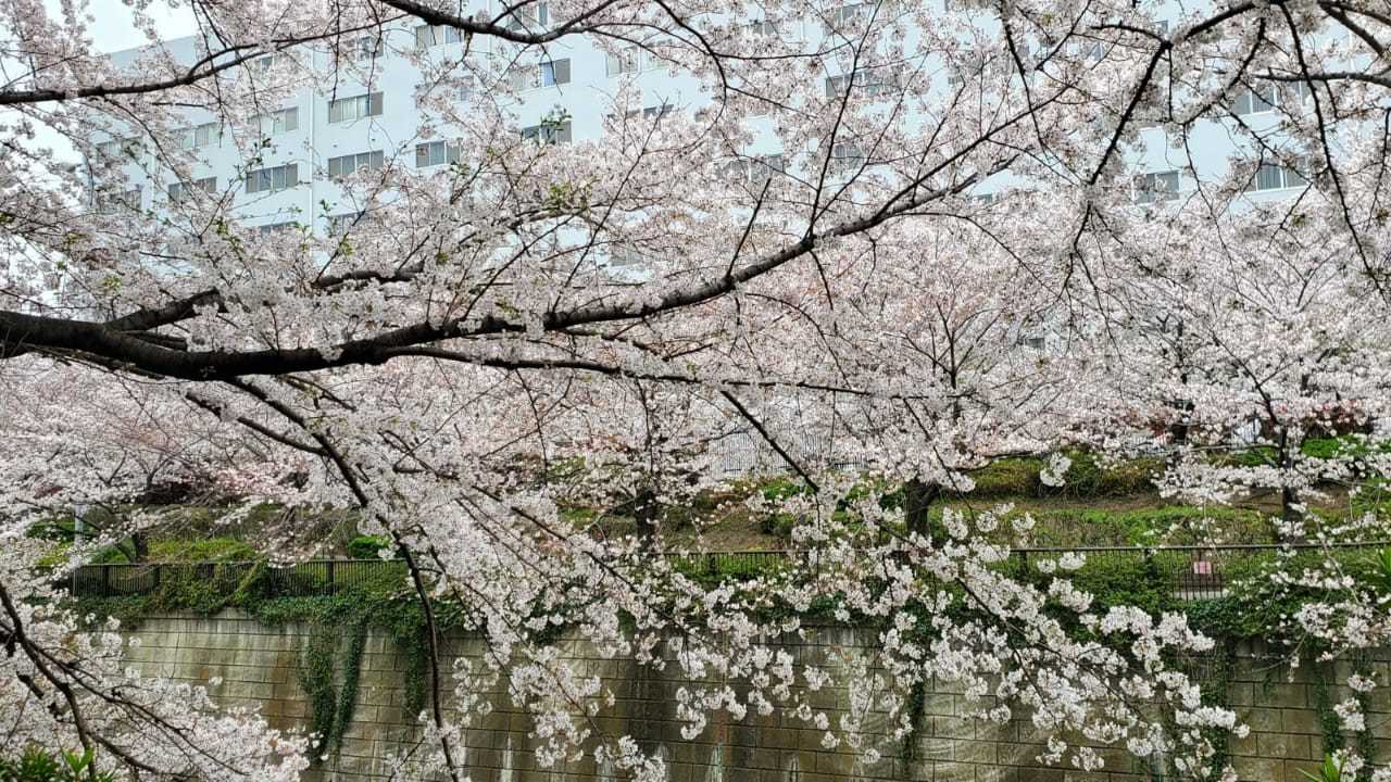 Cherry blossoms - Khans, Sakura, Bloom, Japan, Nature, beauty, The photo, Longpost