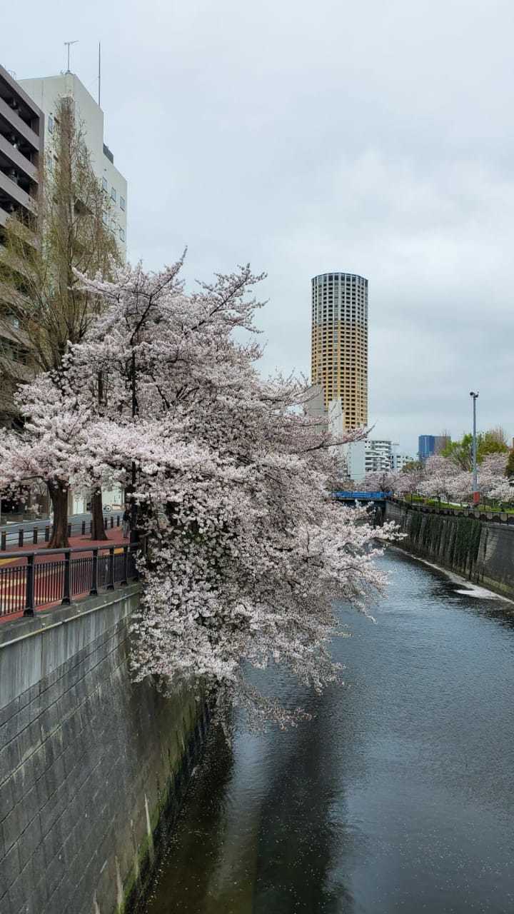 Cherry blossoms - Khans, Sakura, Bloom, Japan, Nature, beauty, The photo, Longpost