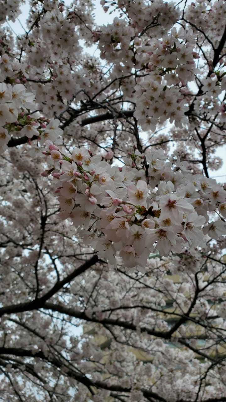 Cherry blossoms - Khans, Sakura, Bloom, Japan, Nature, beauty, The photo, Longpost