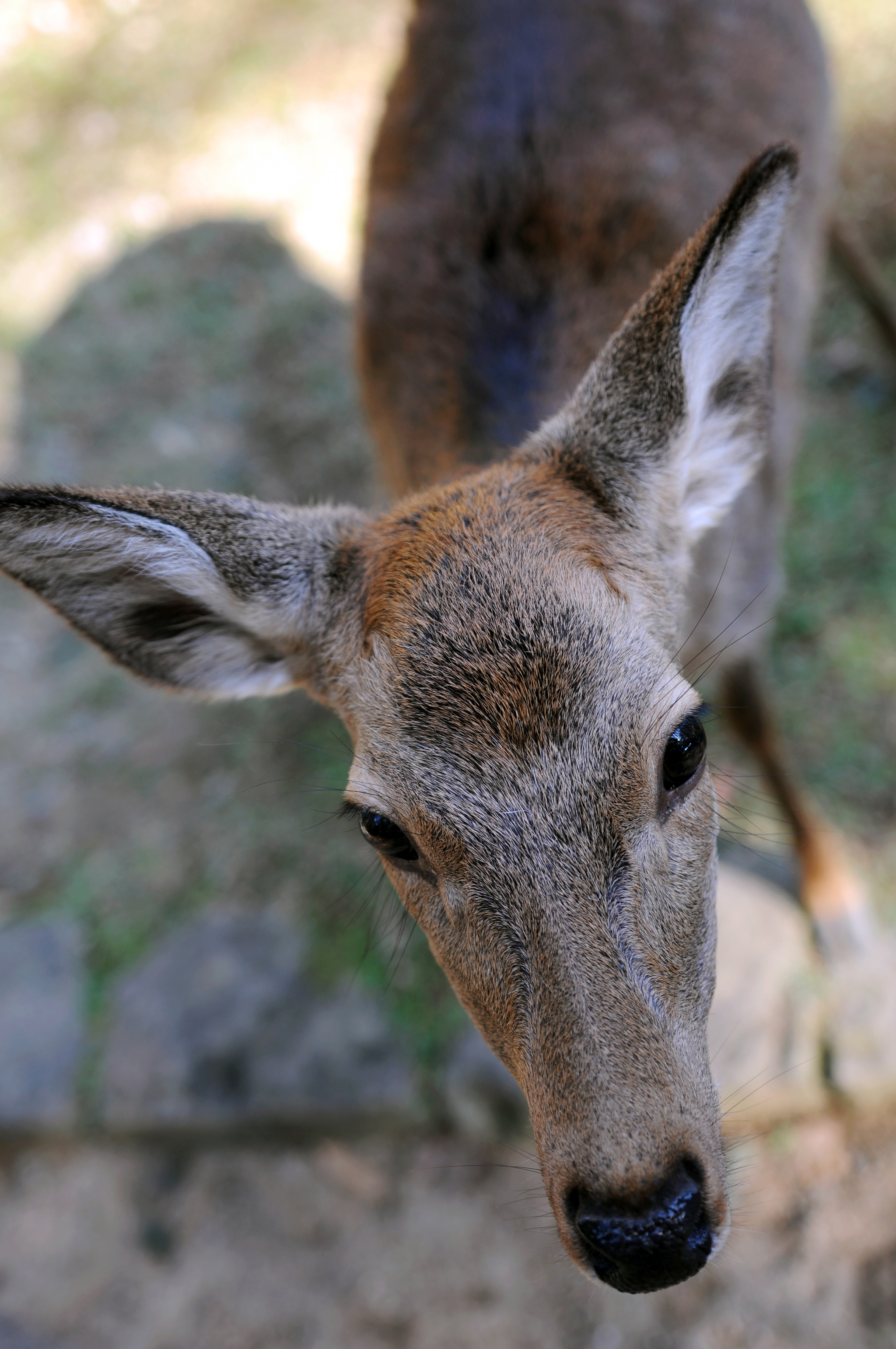 Nara Park (Nara, Japan) - My, Japan, Nara, Osaka, Deer, Fawn, The park, Longpost