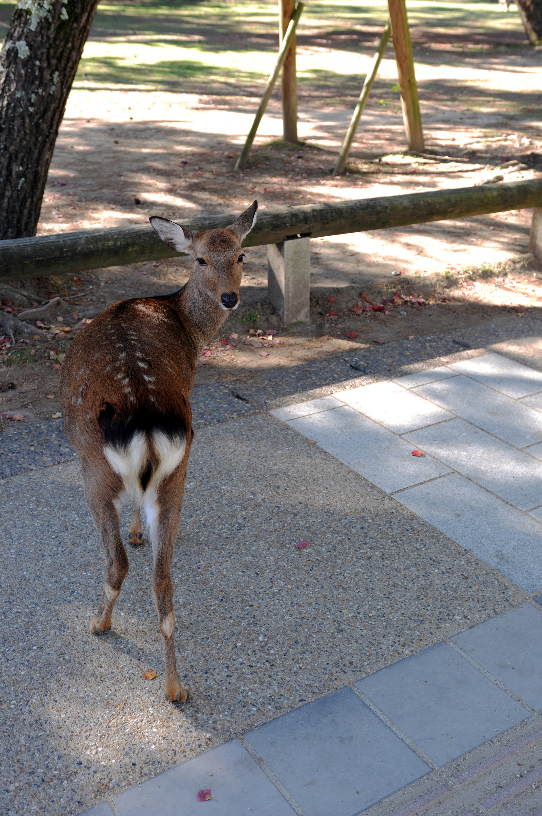 Nara Park (Nara, Japan) - My, Japan, Nara, Osaka, Deer, Fawn, The park, Longpost