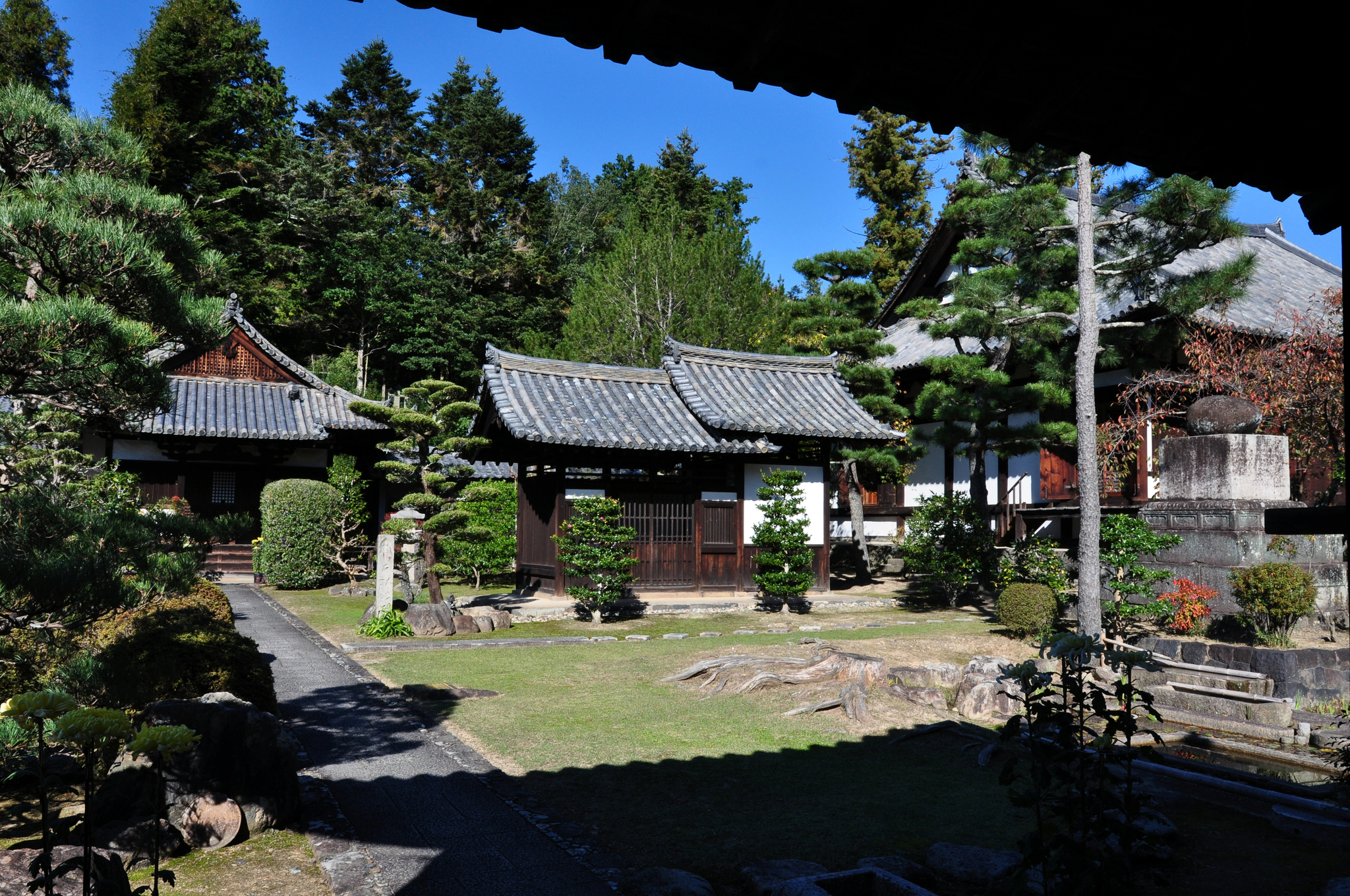 Nara Park (Nara, Japan) - My, Japan, Nara, Osaka, Deer, Fawn, The park, Longpost