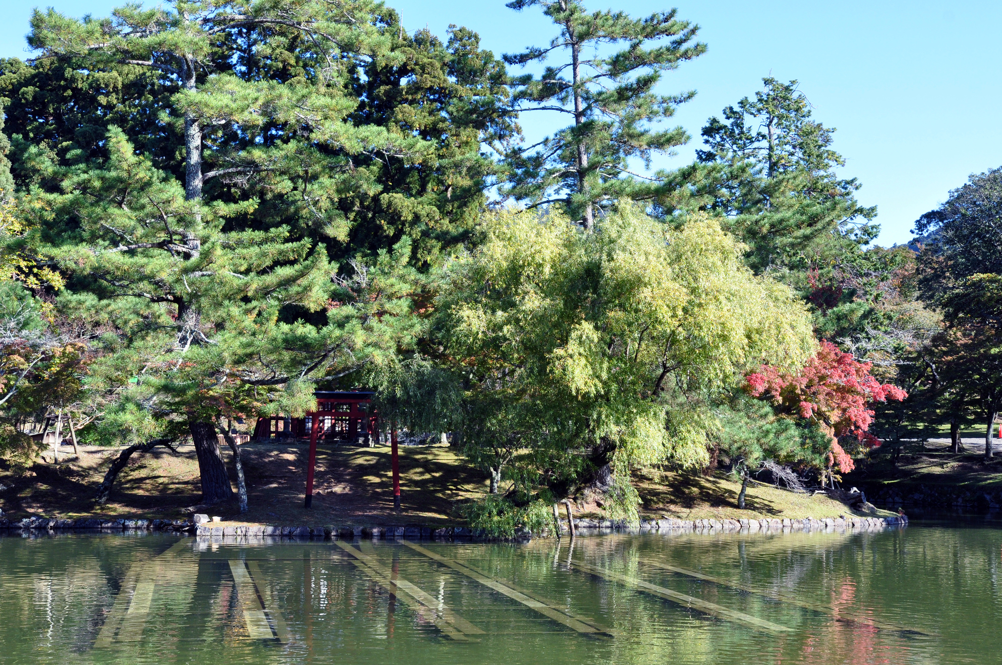 Nara Park (Nara, Japan) - My, Japan, Nara, Osaka, Deer, Fawn, The park, Longpost