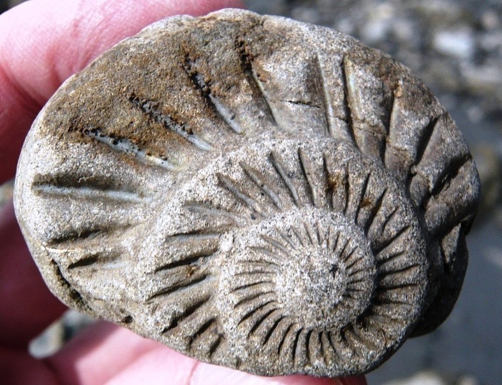 150,000,000 BC - My, Paleontology, Longpost, Nature, The photo, Ammonite