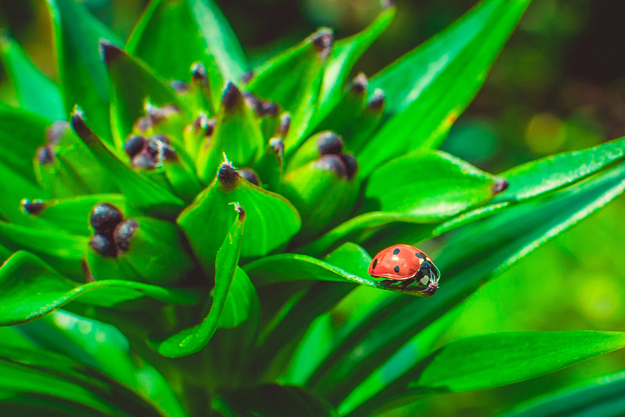 Summer - My, The photo, Beginning photographer, Nikon, Summer, Longpost, ladybug, Insects