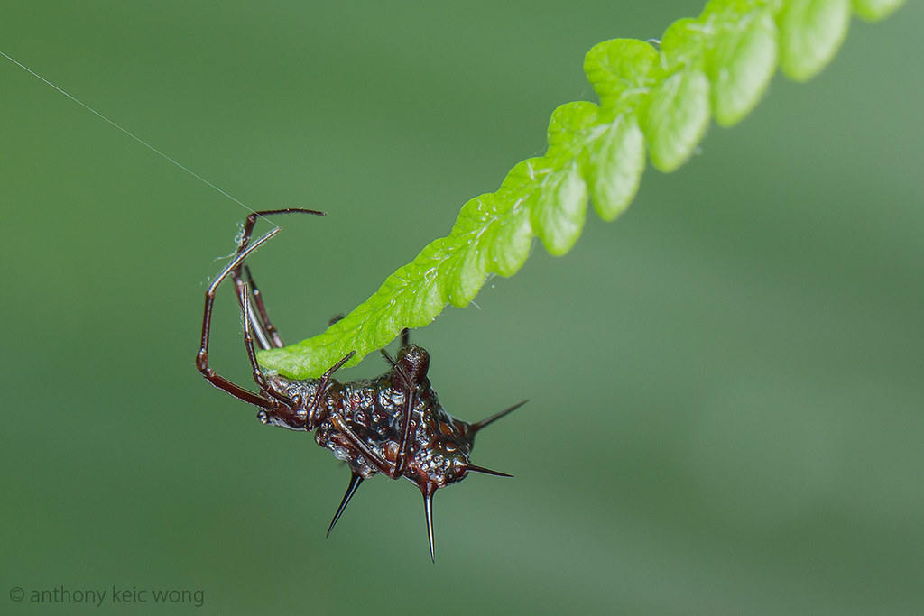 Lloth #6 - Spider, Thorns, Longpost