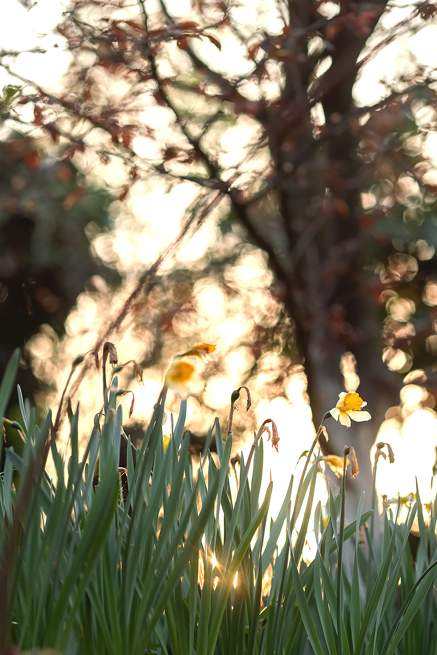 Photographer in quarantine - My, Flowers, Spring, Sunset, The photo, Longpost