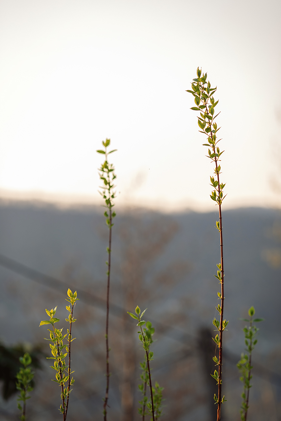 Photographer in quarantine - My, Flowers, Spring, Sunset, The photo, Longpost