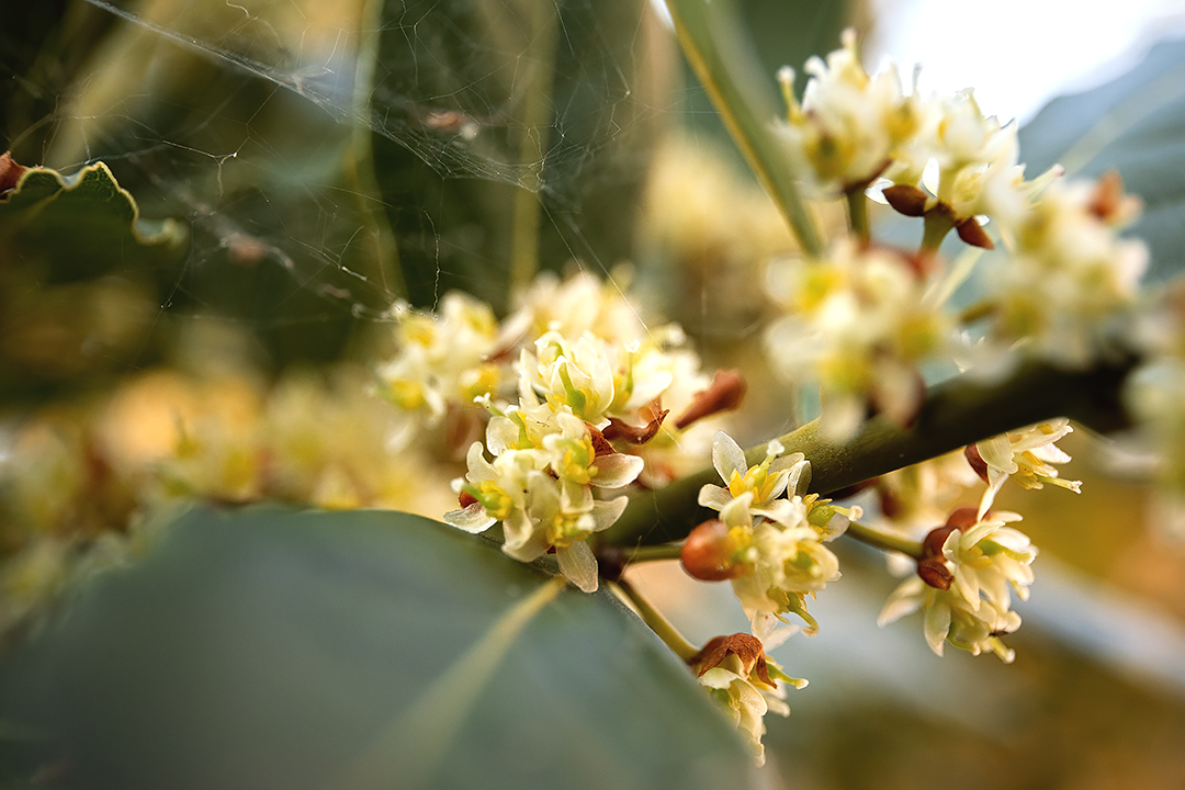 Photographer in quarantine - My, Flowers, Spring, Sunset, The photo, Longpost