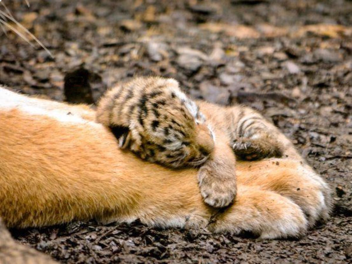 Tiger, tiger, burning bright... - Tiger, Young, Milota, Paws, Animals, Wild animals, Big cats, Tiger cubs