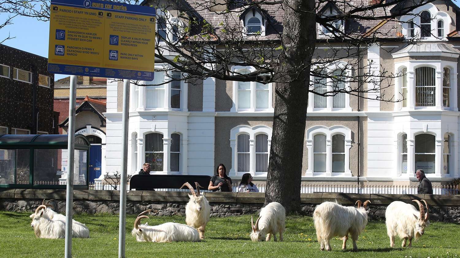 Wild goat attack - Attack, Goat, Great Britain, Wales, Longpost