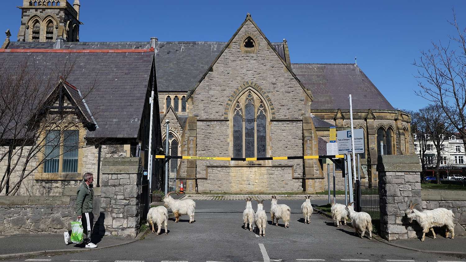 Wild goat attack - Attack, Goat, Great Britain, Wales, Longpost