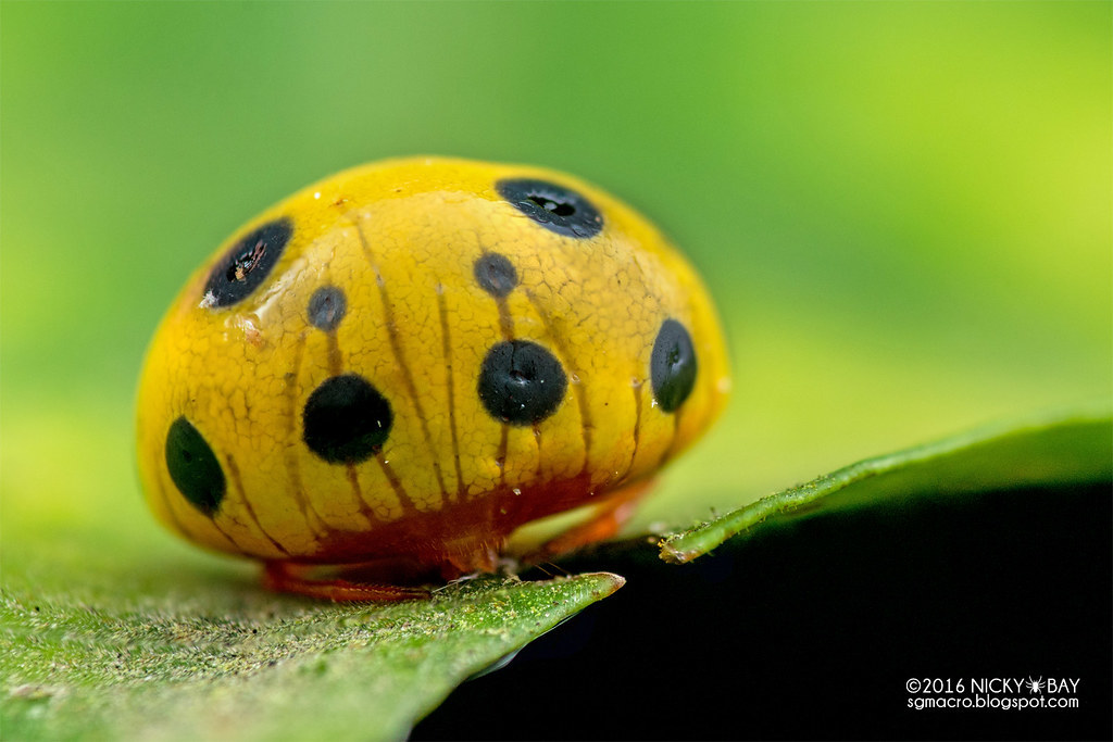 Lolth #7 - Spider, Mimicry, ladybug, Longpost