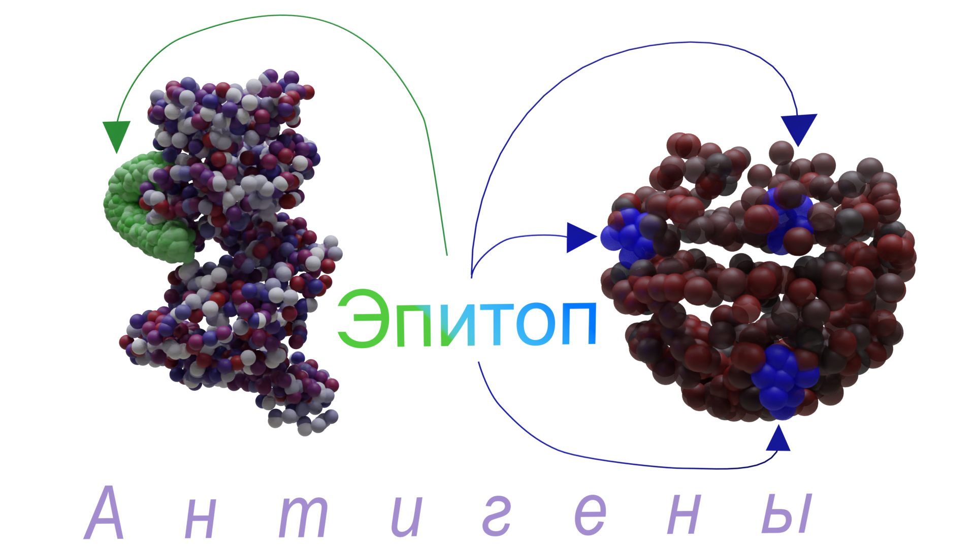 Our internal troops: genes, antigens and the major histocompatibility complex - My, Immunology, Immunity, The medicine, Biology, Video, GIF, Longpost