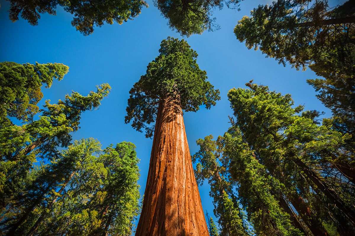 Trees - My, Tree, Bonsai, Nature, Hyperion, Methuselah, Longpost