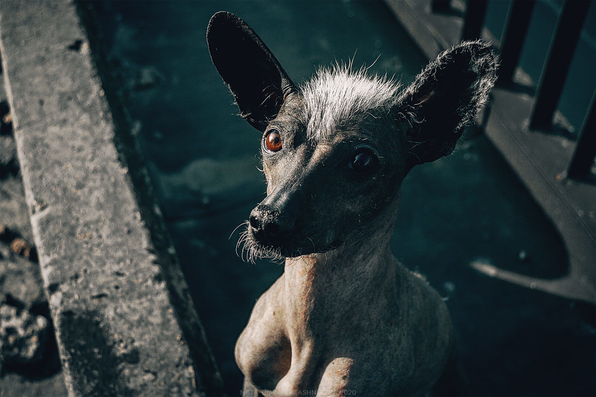 Have you got any buckwheat? - My, Dog, Animalistics, Nata-Tigra Kalashnikova, Photographer, Post apocalypse, Quarantine, Buckwheat, Longpost