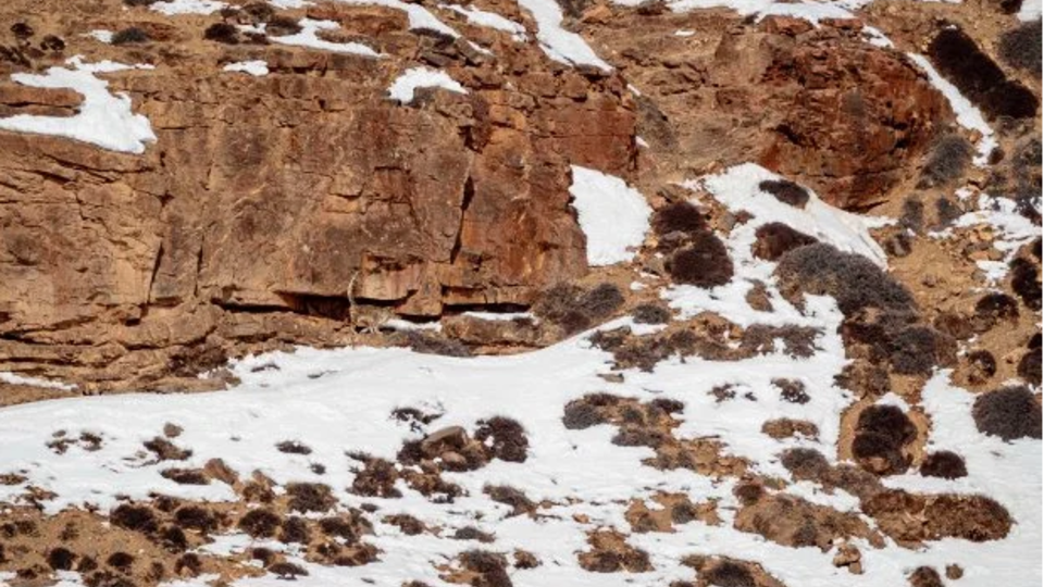 Find the cat! - The photo, Longpost, Snow Leopard, Big cats, Cat family, Predatory animals, Wild animals