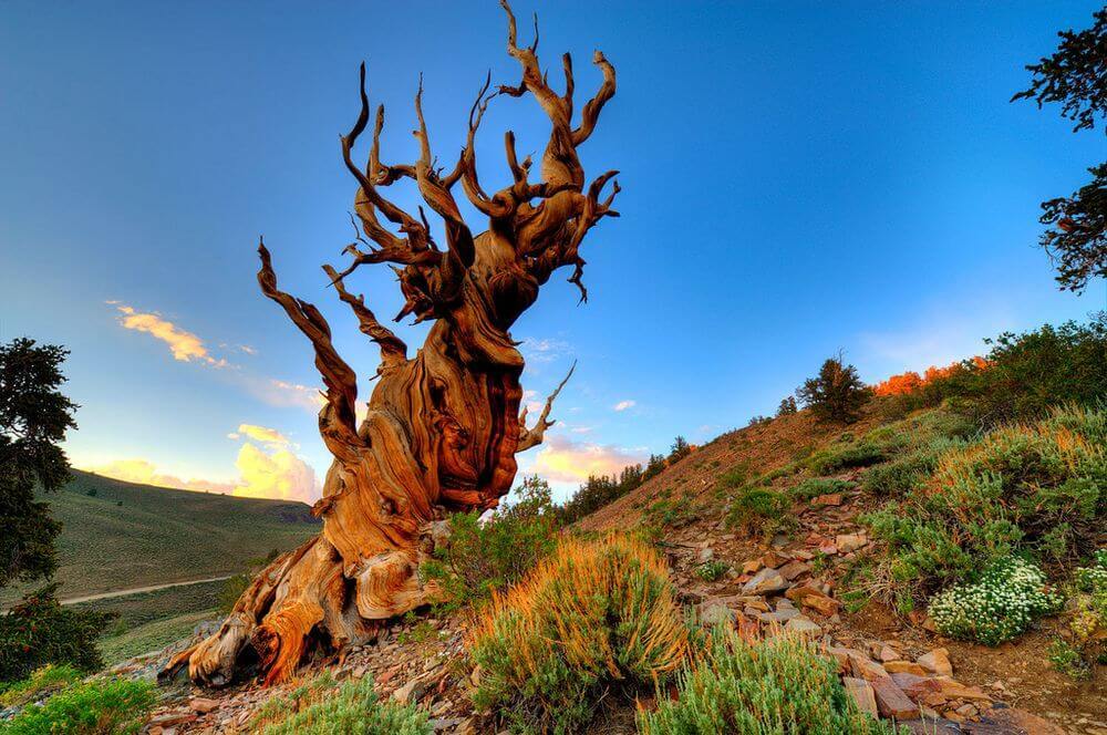 Trees - My, Tree, Bonsai, Nature, Hyperion, Methuselah, Longpost