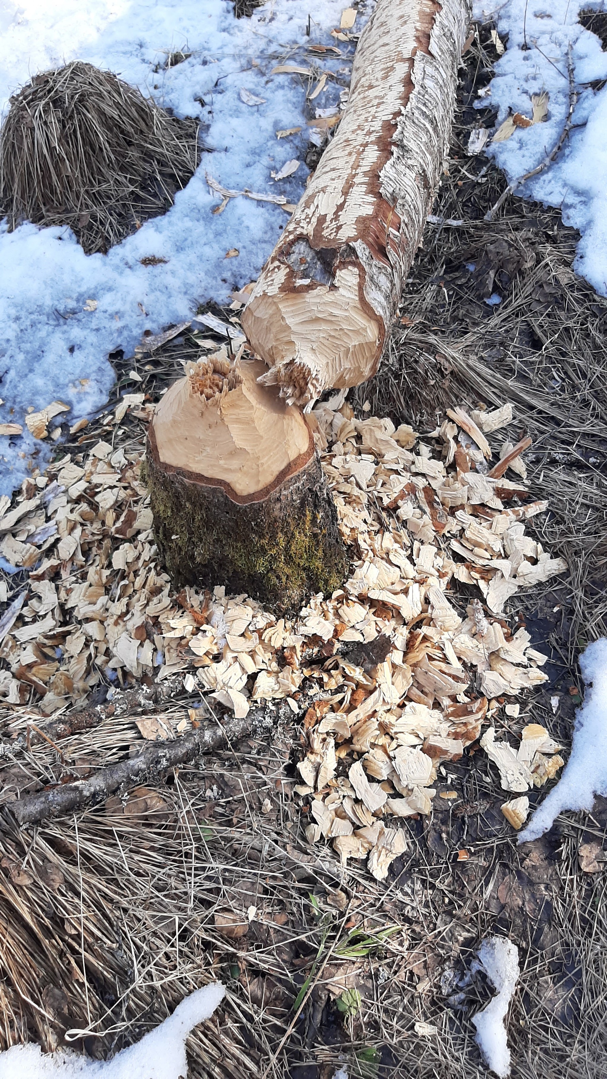 Tree after beavers - My, Beavers, Tree, Nature, The photo, Interesting, Vologodskaya Oblast, Longpost