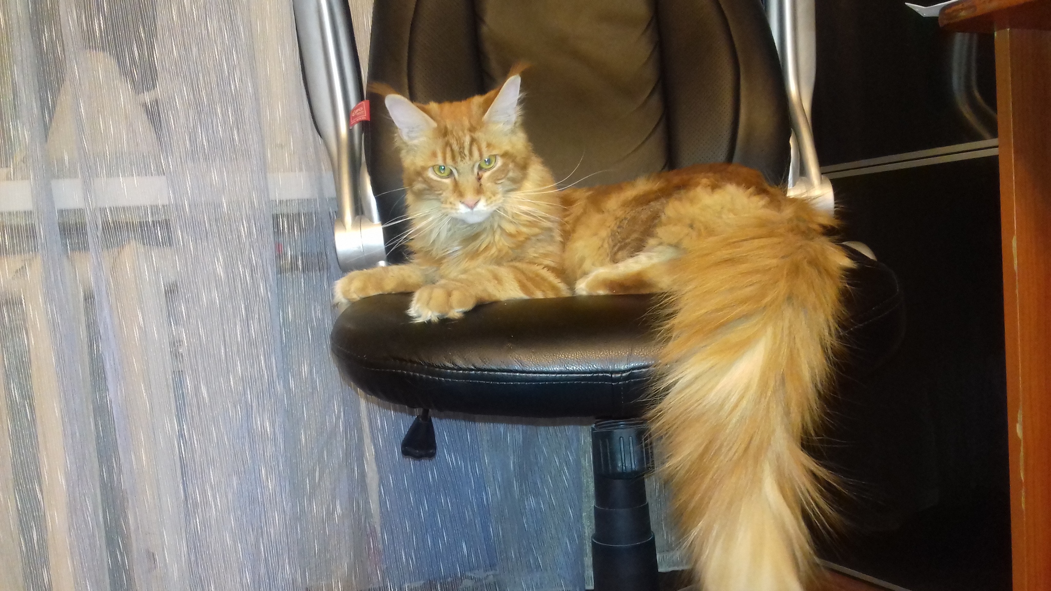 Reply to the post “The cat is in good hands” - My, cat, Maine Coon, Longpost, Reply to post