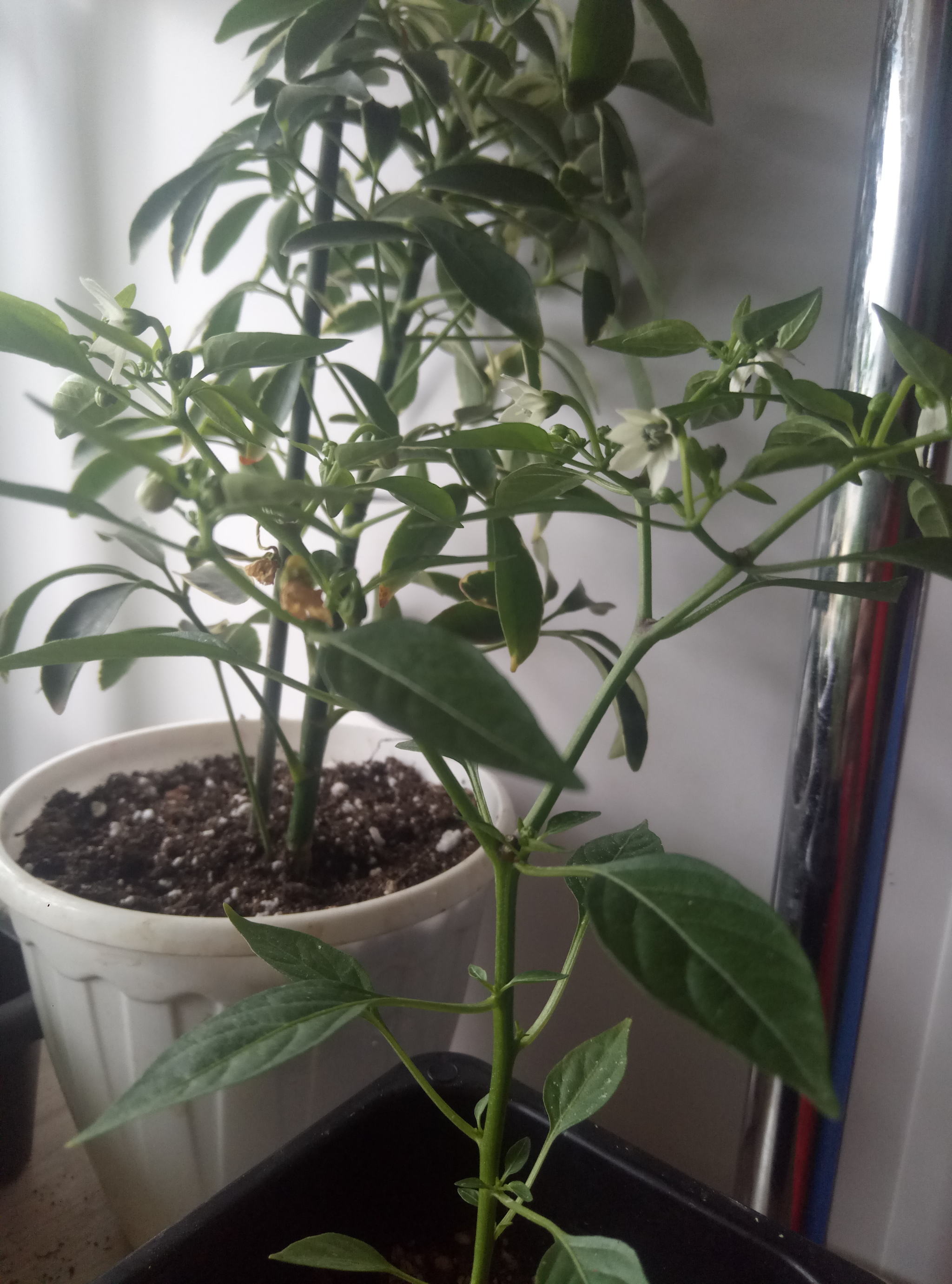 I'm asking for advice - My, Hot peppers, Growing, Problem, Longpost