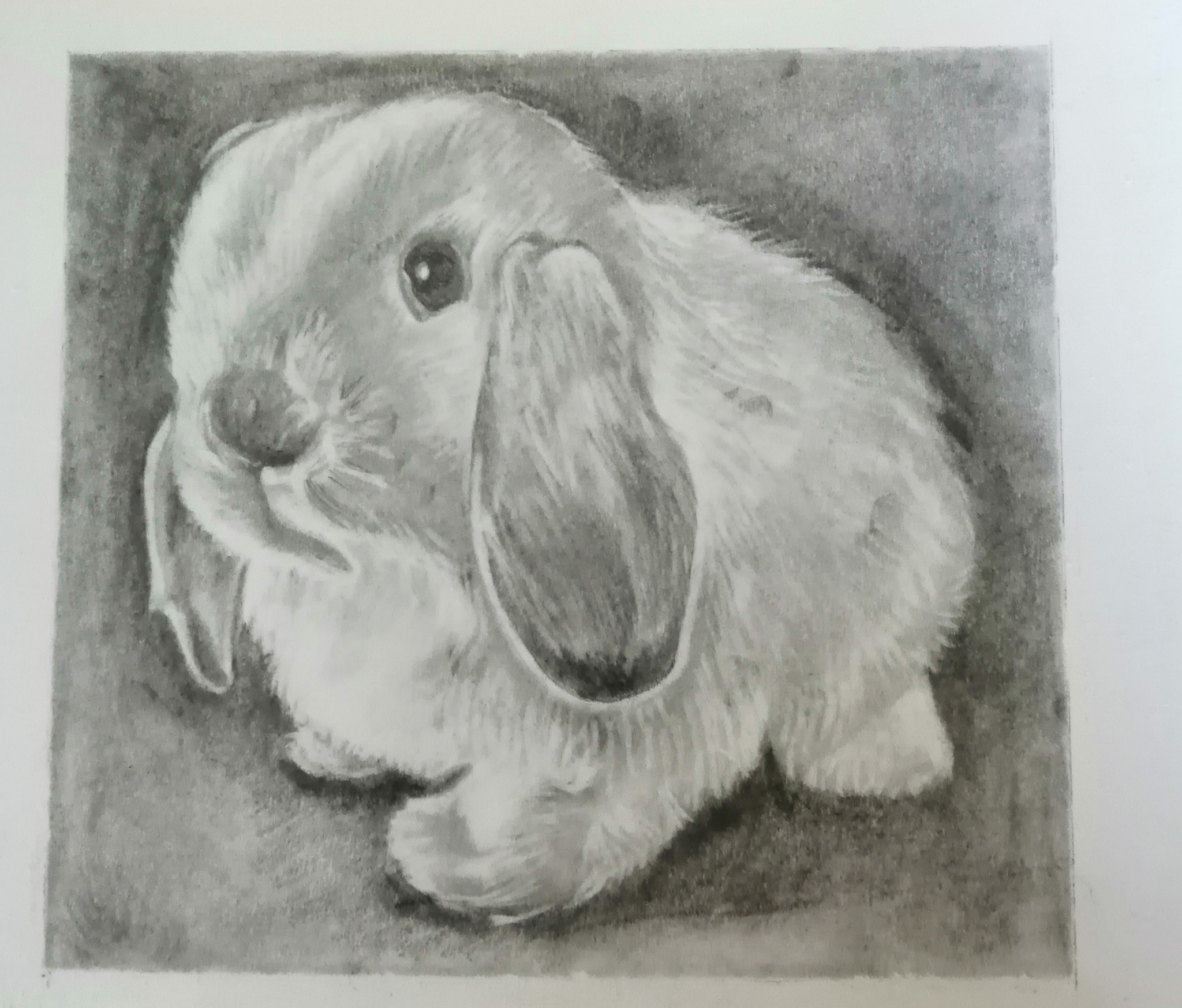 My bunny - My, Portrait, Drawing, Longpost