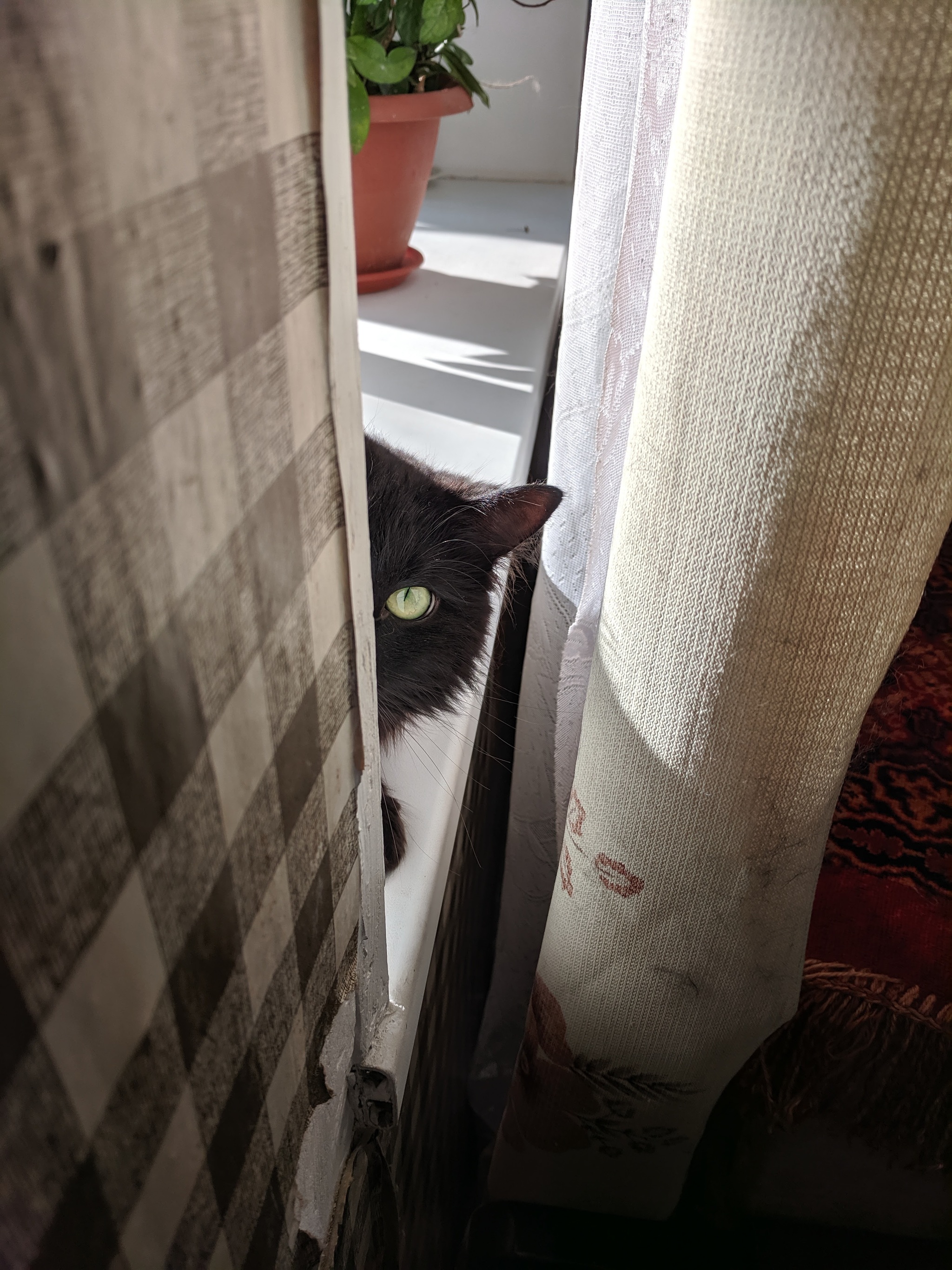 I'm watching you! - My, cat, Black cat, Catomafia