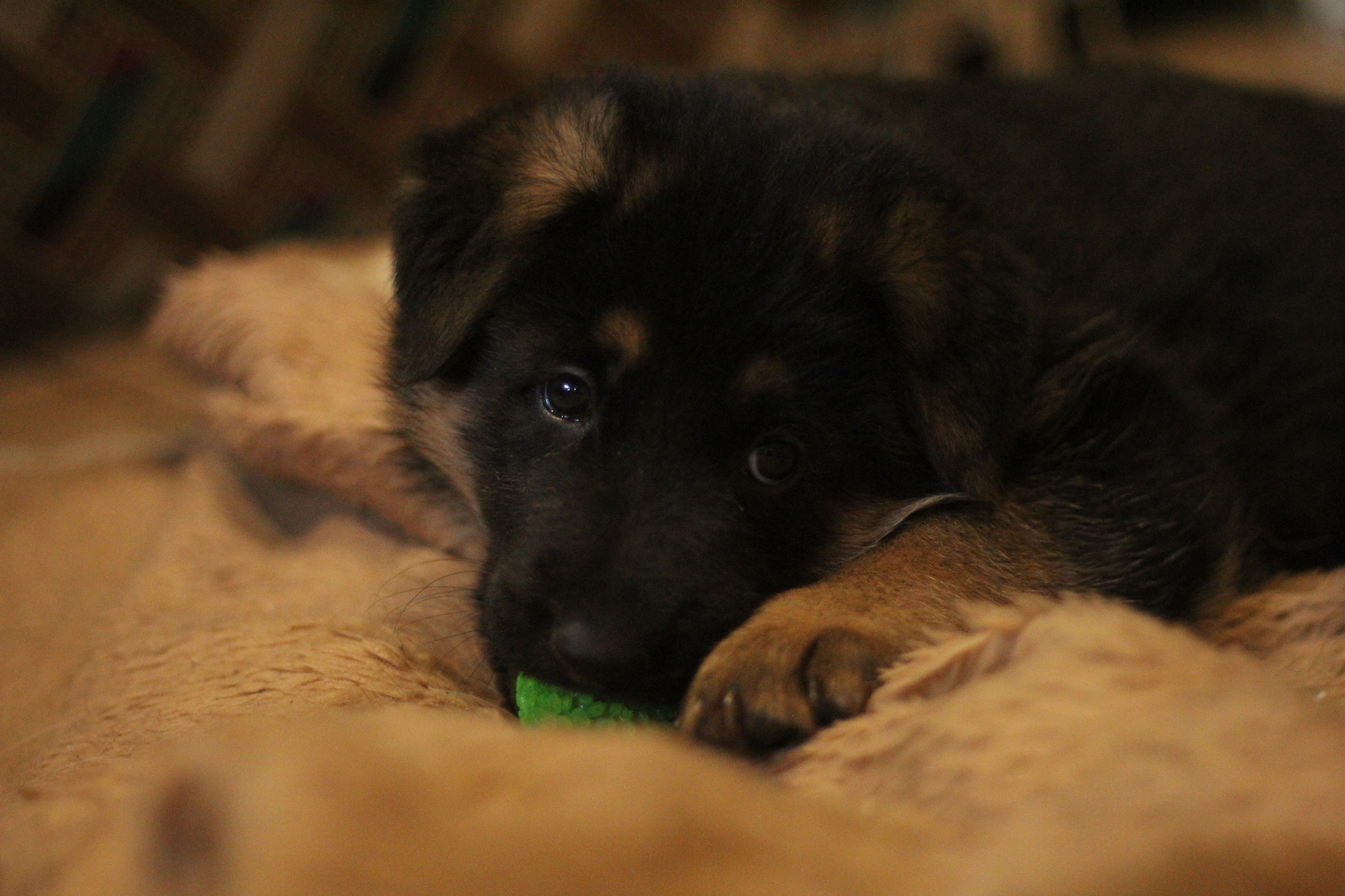 My black-and-white dream - My, Dog, German Shepherd, Puppies, It Was-It Was, Longpost