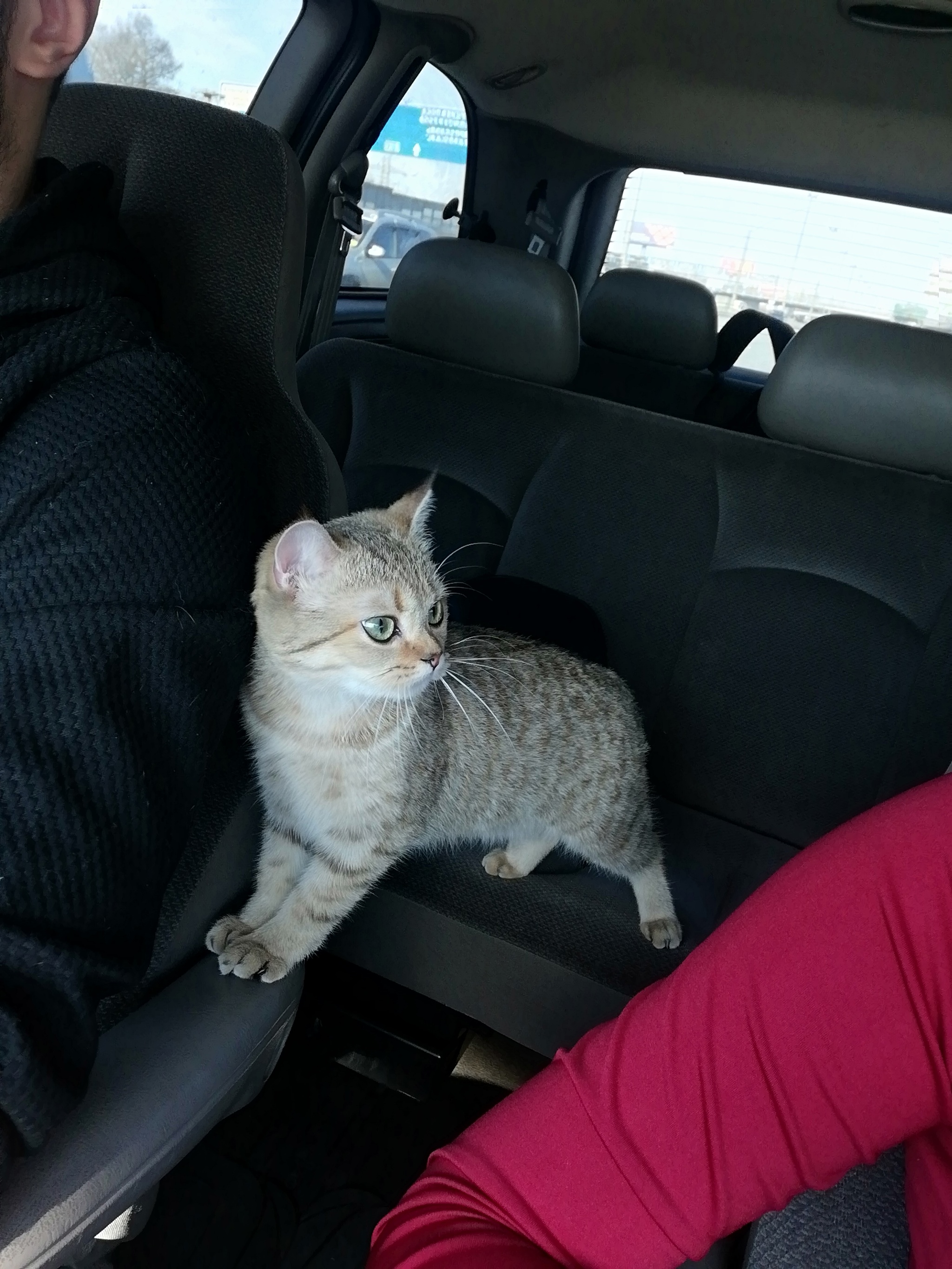 Traveling with a cat - My, Car, Kittens, Road, Family, Travels, Longpost, cat