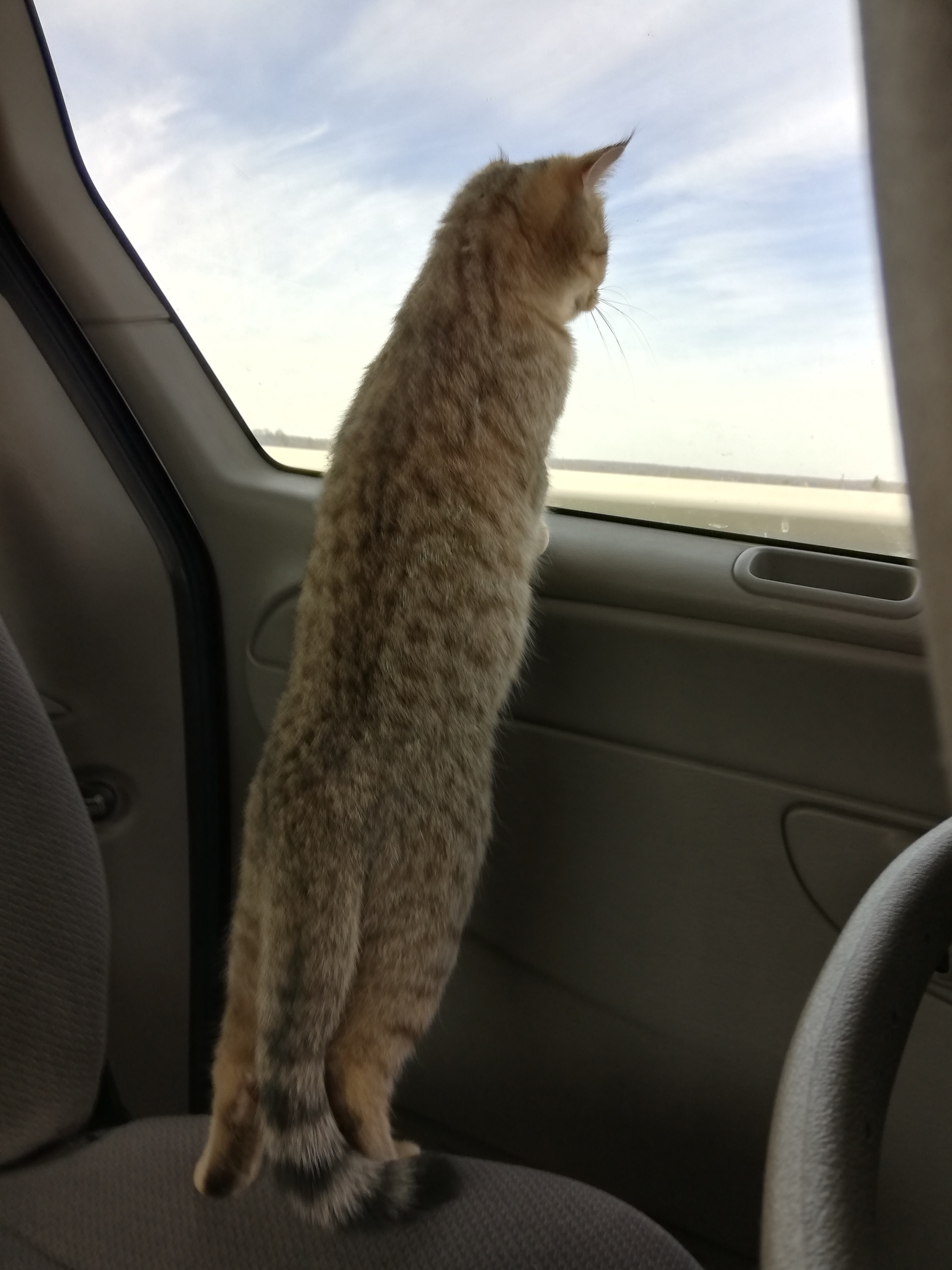 Traveling with a cat - My, Car, Kittens, Road, Family, Travels, Longpost, cat