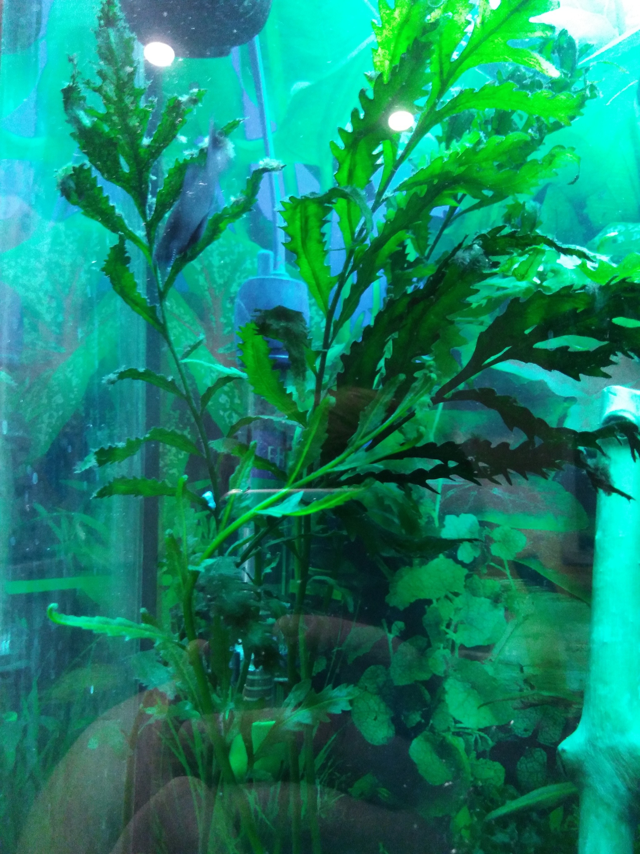 Name of aquarium plants - My, No rating, Aquarium plants, Longpost