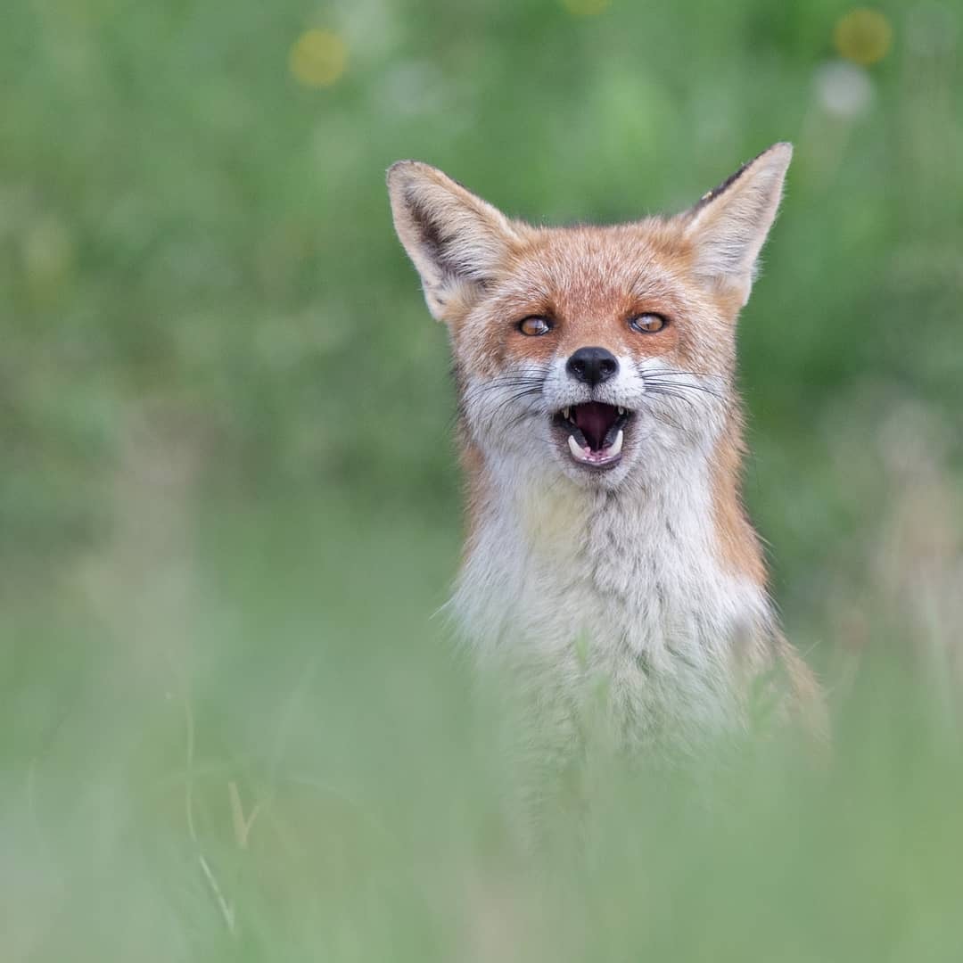 When I saw a bun after quarantine ^.^ - Animals, Fox, The photo