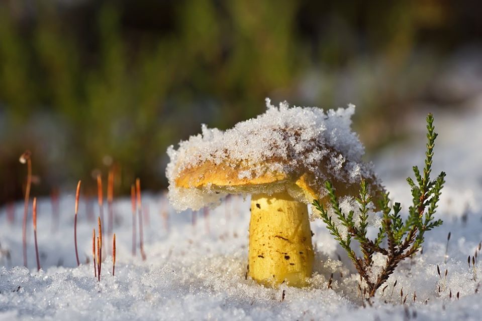 Yesterday in one Siberian town mushrooms suddenly appeared. I managed to gather a little and fry it. Even though you can’t go into the forest - Mushrooms, Siberia, Forest, Longpost