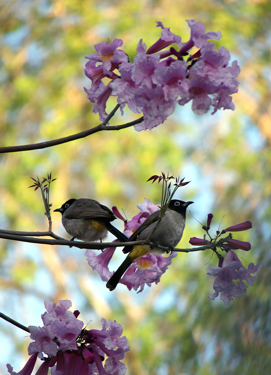 City birds - My, Birds, The photo, Ornithology, Longpost