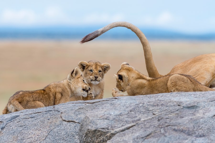 Mom's ponytail - The photo, Animals, a lion, Lion cubs, Young, Tail, Kus, Big cats, Longpost