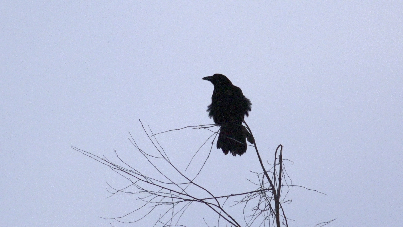 Did you know that Ravens are devoted family men? And they know how to deftly twist “barrels”? Issue #39 - My, Nature, Forest, Crow, Birds, Predator birds, Leningrad region, Animals, Crow, Video, Longpost