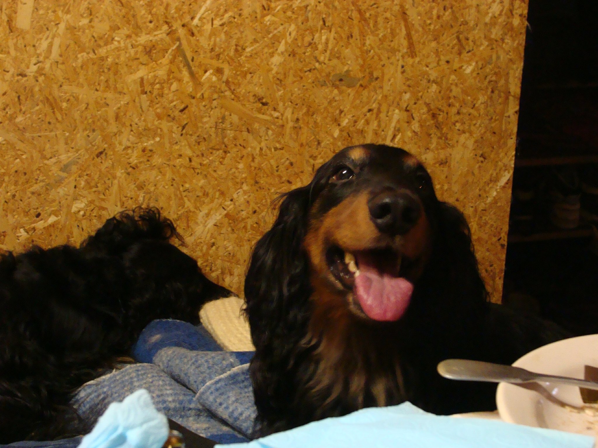 Today my girl passed away - My, Long-haired dachshund, A pity, Longpost, Dog, Sadness, Pets, Death