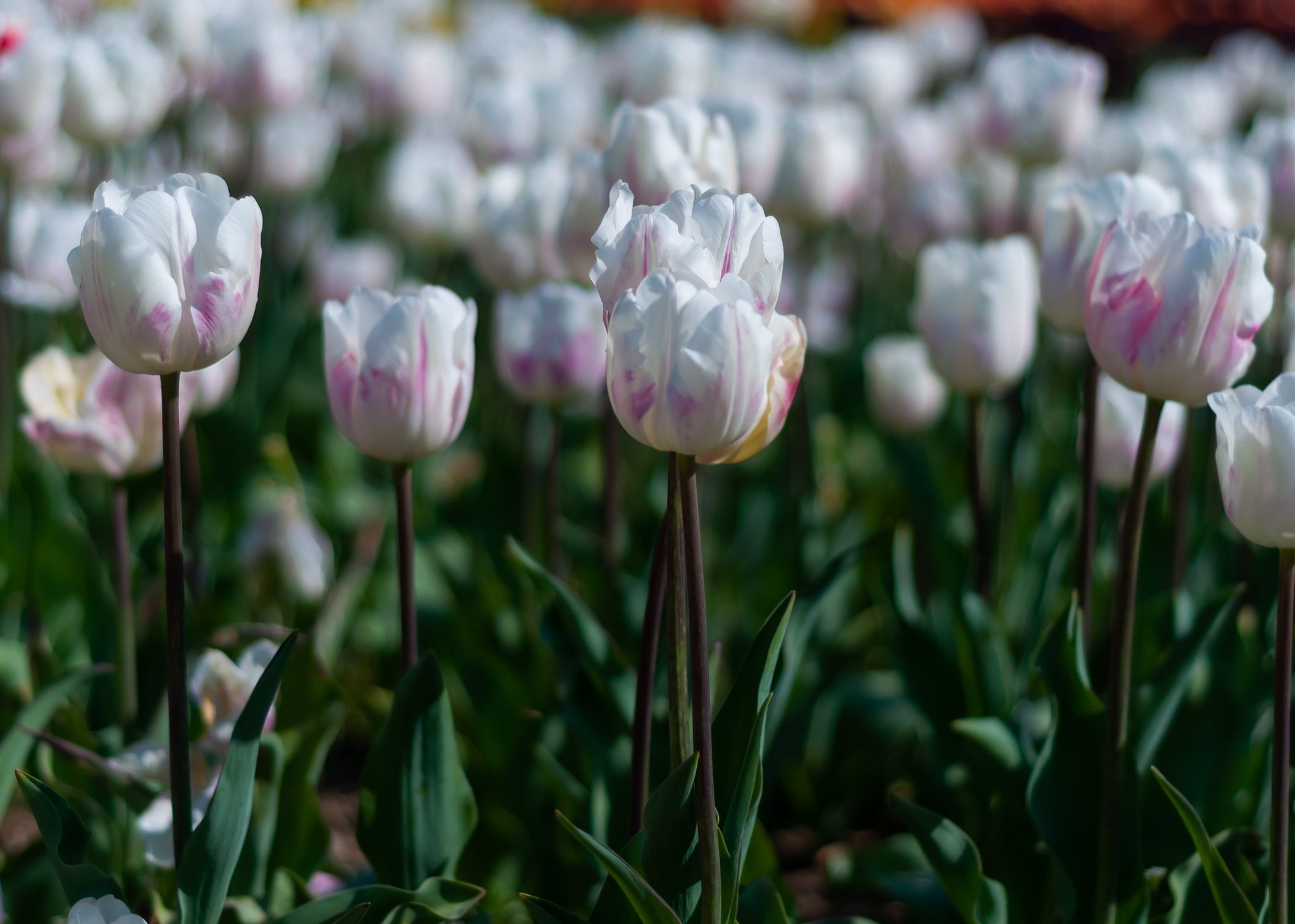 Another parade of tulips in the Nikitsky Botanical Garden - My, Yalta, Nature, Flowers, Tulips, The photo, Tulip Festival, Longpost