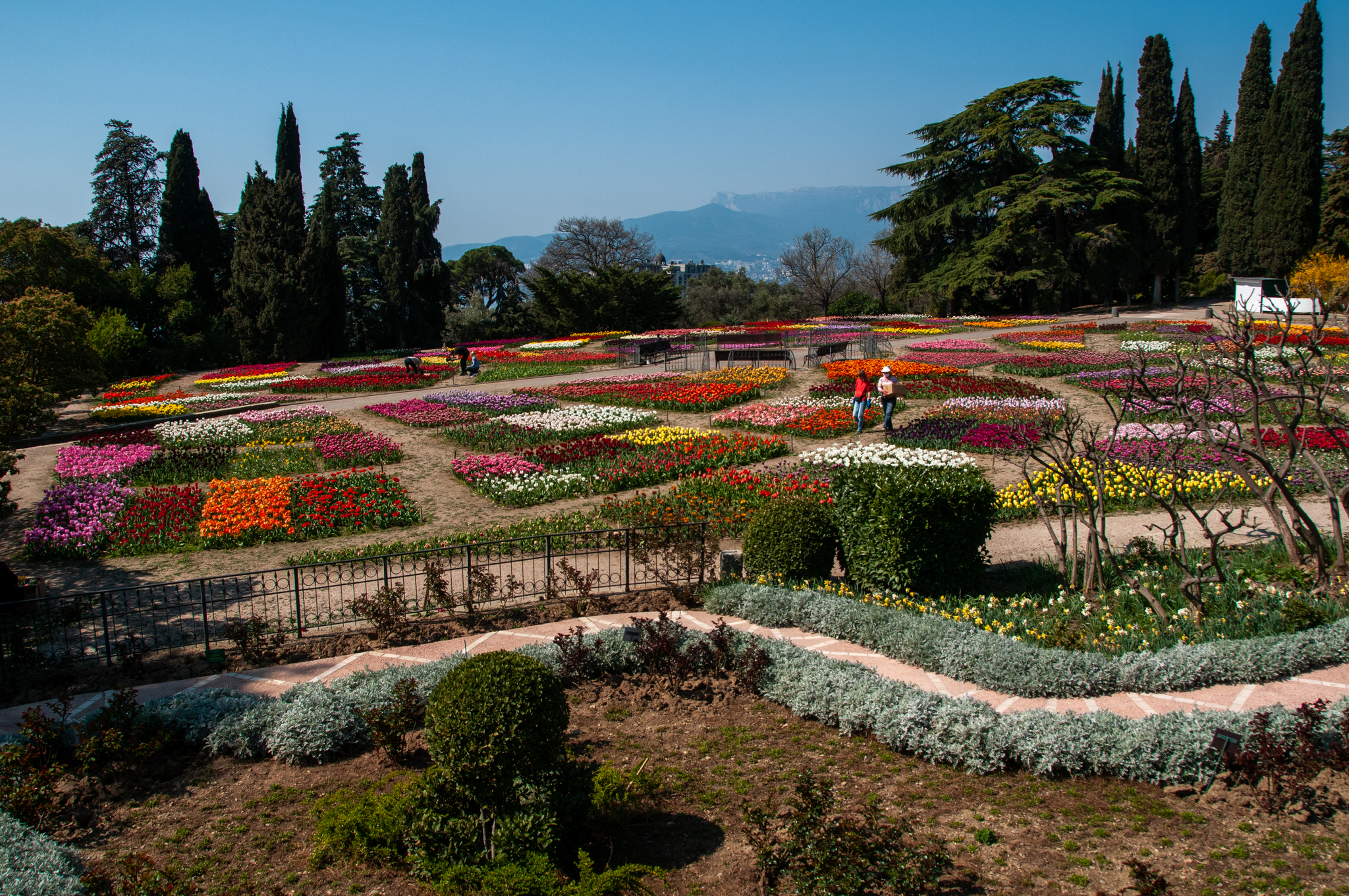 Another parade of tulips in the Nikitsky Botanical Garden - My, Yalta, Nature, Flowers, Tulips, The photo, Tulip Festival, Longpost