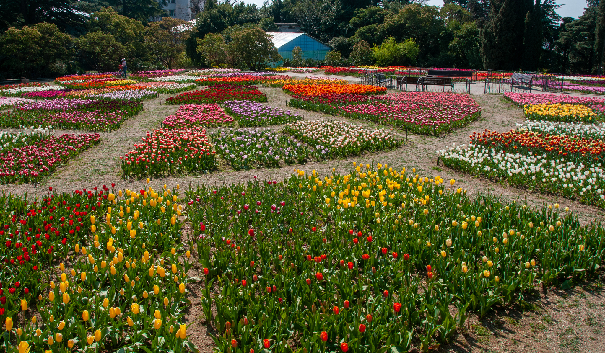 Another parade of tulips in the Nikitsky Botanical Garden - My, Yalta, Nature, Flowers, Tulips, The photo, Tulip Festival, Longpost