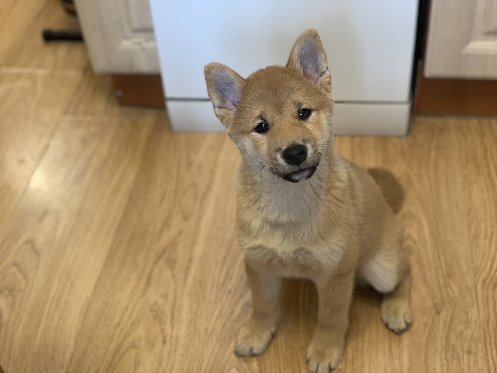 Just sweet Kai - My, Shiba Inu, Milota, Children, Dog, Animals, Handsome men