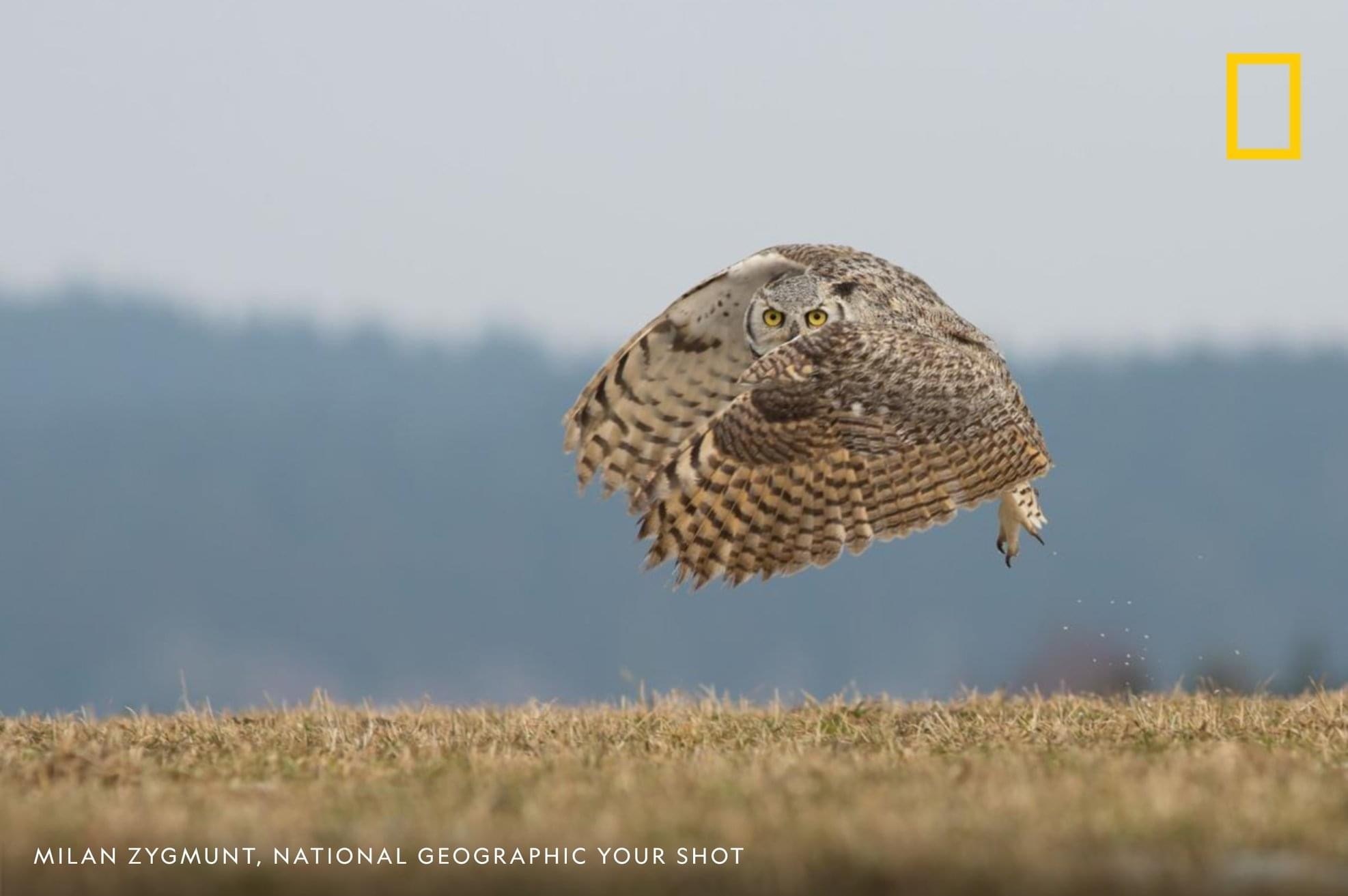 Turn away - Owl, The photo