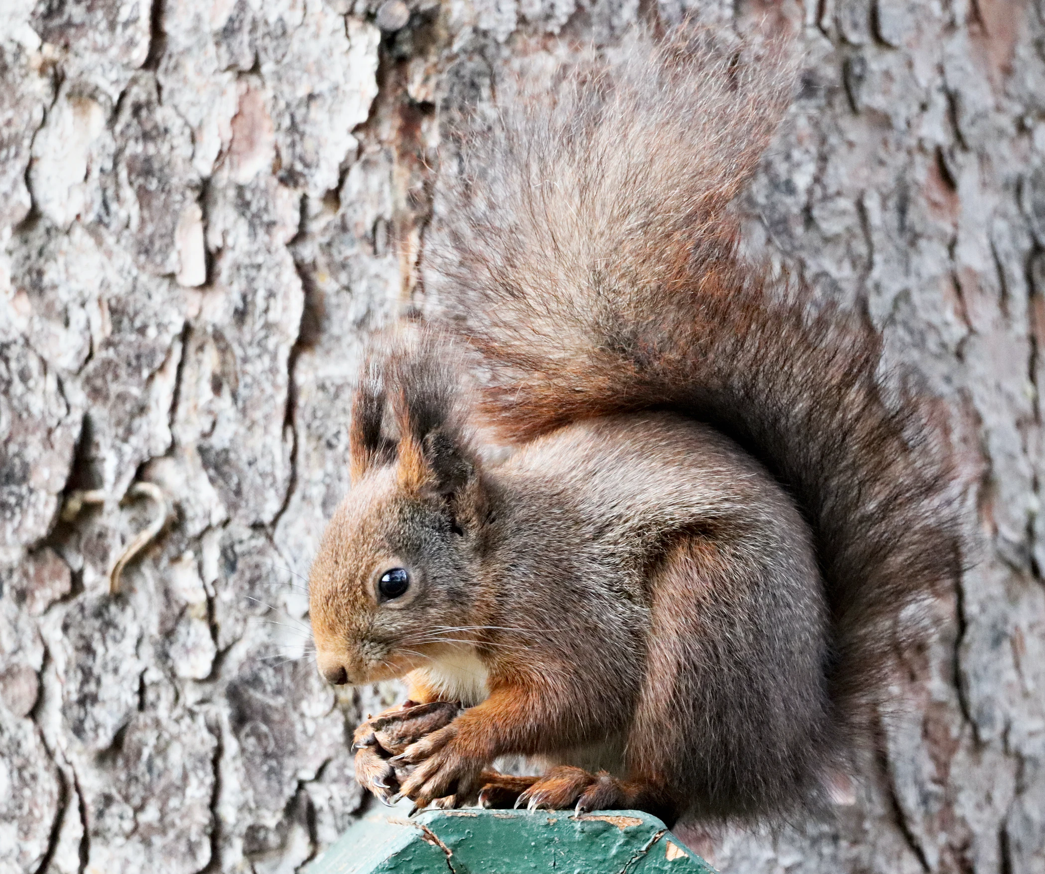 Just squirrels - Squirrel, The photo, Milota, The park, Nature, Wild animals, Longpost