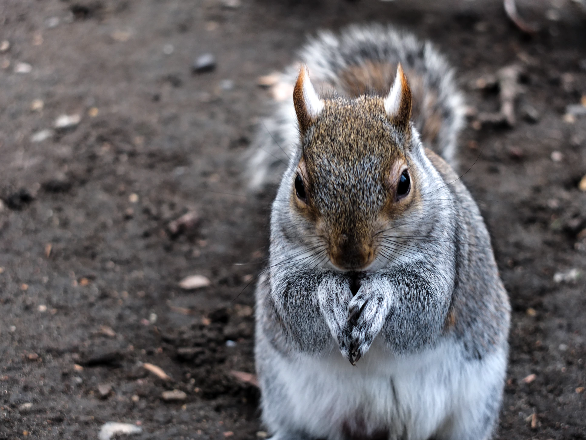 Just squirrels - Squirrel, The photo, Milota, The park, Nature, Wild animals, Longpost