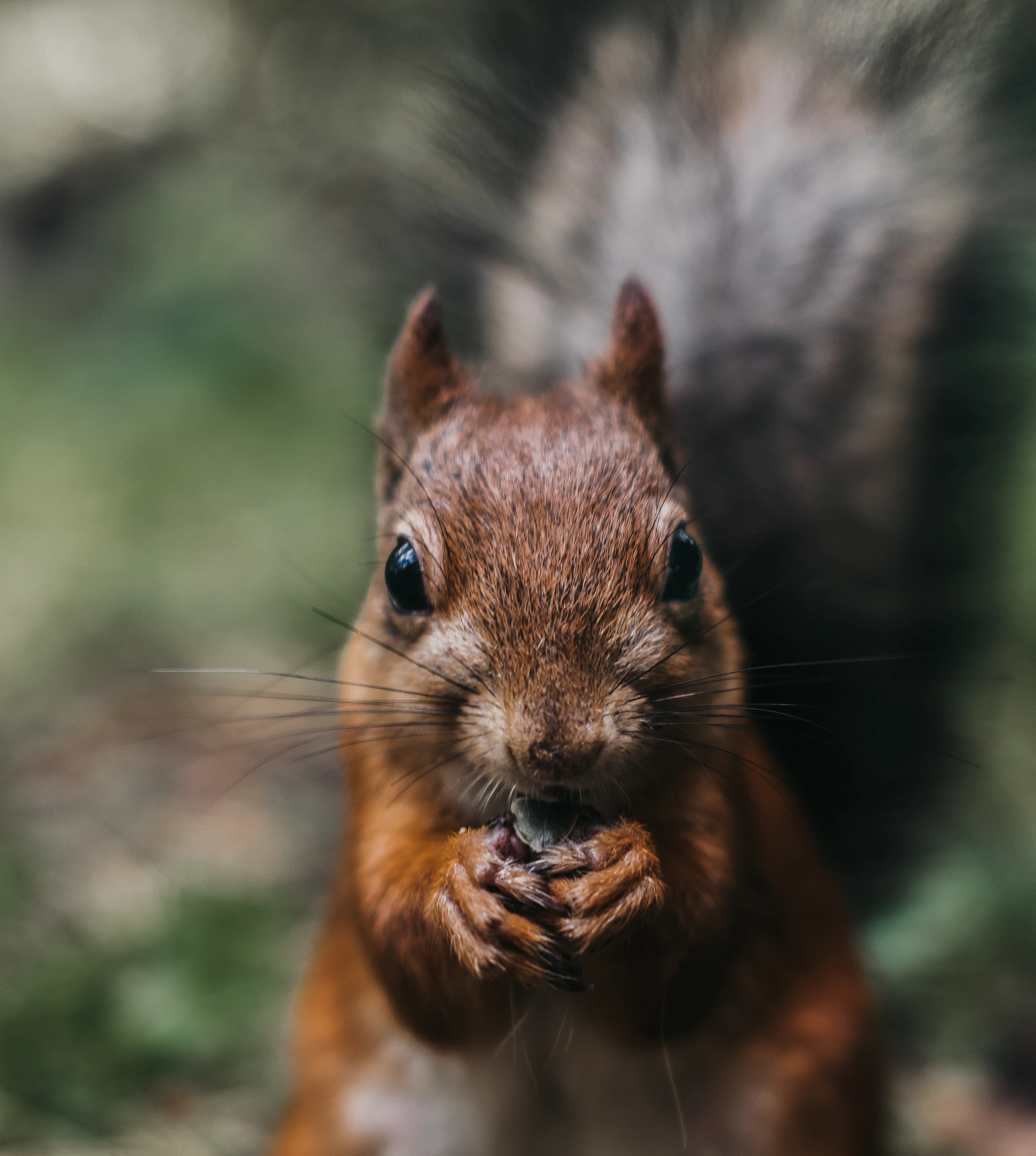 Just squirrels - Squirrel, The photo, Milota, The park, Nature, Wild animals, Longpost